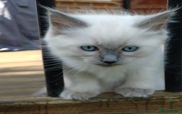 Ragdoll cats for sale: Blue point purebred ragdoll girl  - Image 14