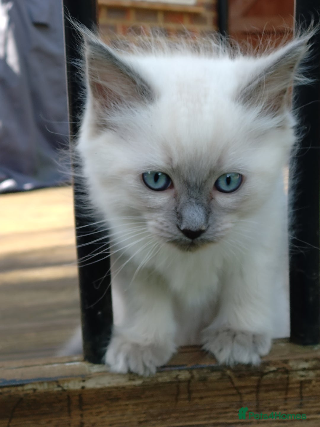 Ragdoll cats for sale: Blue point purebred ragdoll girl  - Image 14