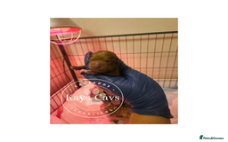 Cavapoo dogs for sale: F1B Cavapoo puppies DUE 4 Aug.DNA hereditory clear - Image 10
