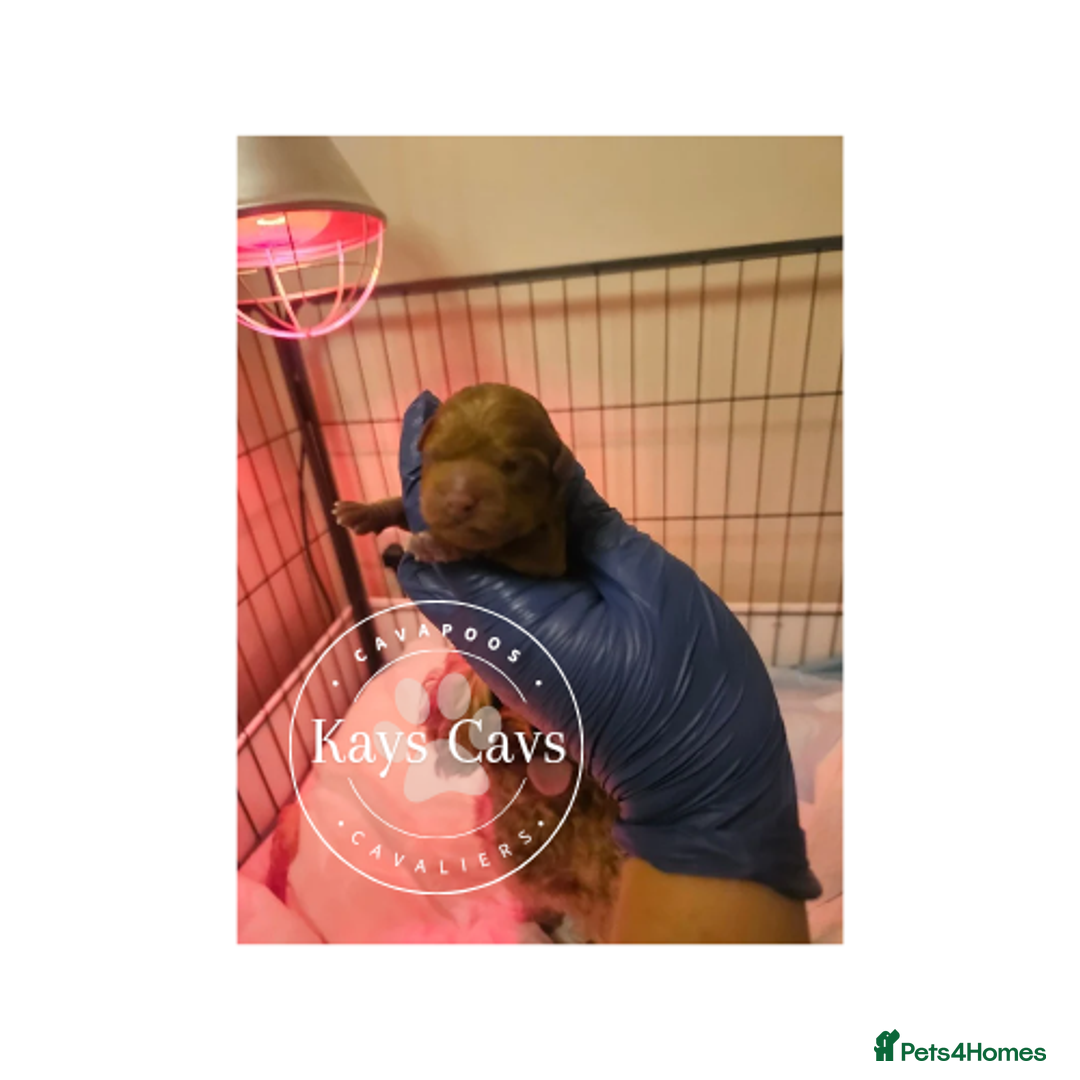 Cavapoo dogs for sale: F1B Cavapoo puppies DUE 4 Aug.DNA hereditory clear - Image 10