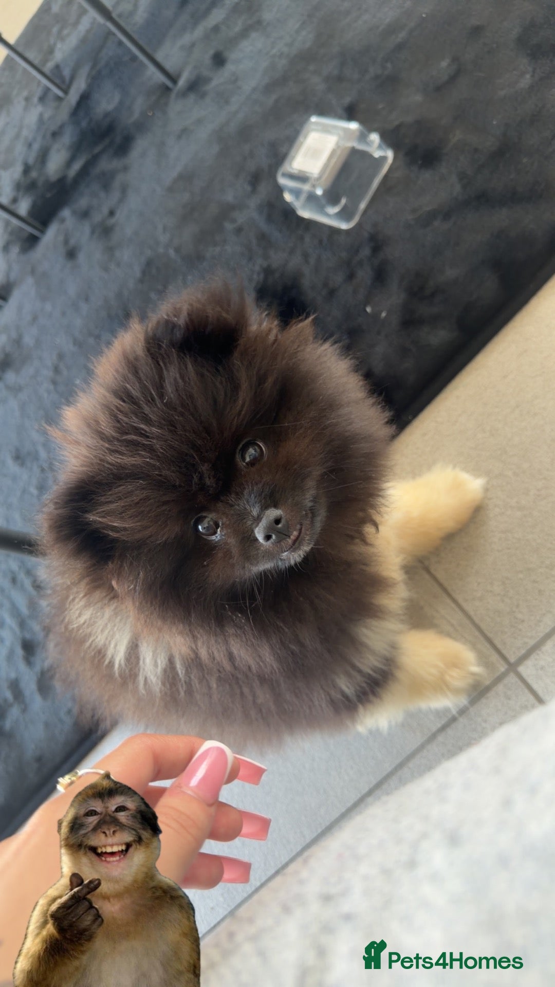 Pomeranian dogs dog for sale  - Advert 1