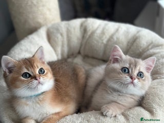 British Shorthair cats BLUE GOLDEN AND GOLDEN BSH - Advert 2