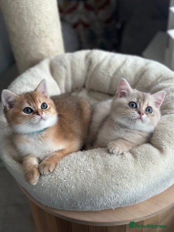 British Shorthair cats BLUE GOLDEN AND GOLDEN BSH - Advert 3