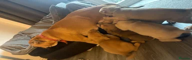 Mixed Breed 4