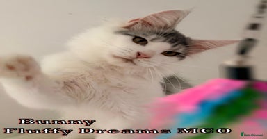 Maine Coon cats - Advert 9