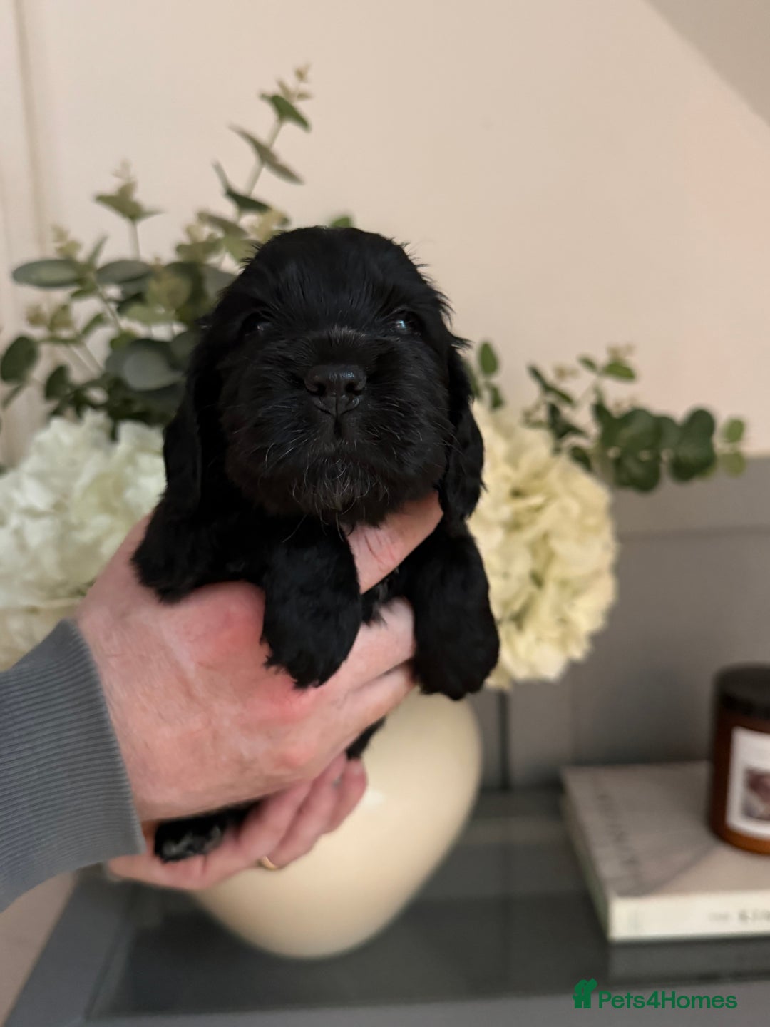 Cocker Spaniel dogs for sale: 1x black girl  READY NOW Show type  - Advert 7