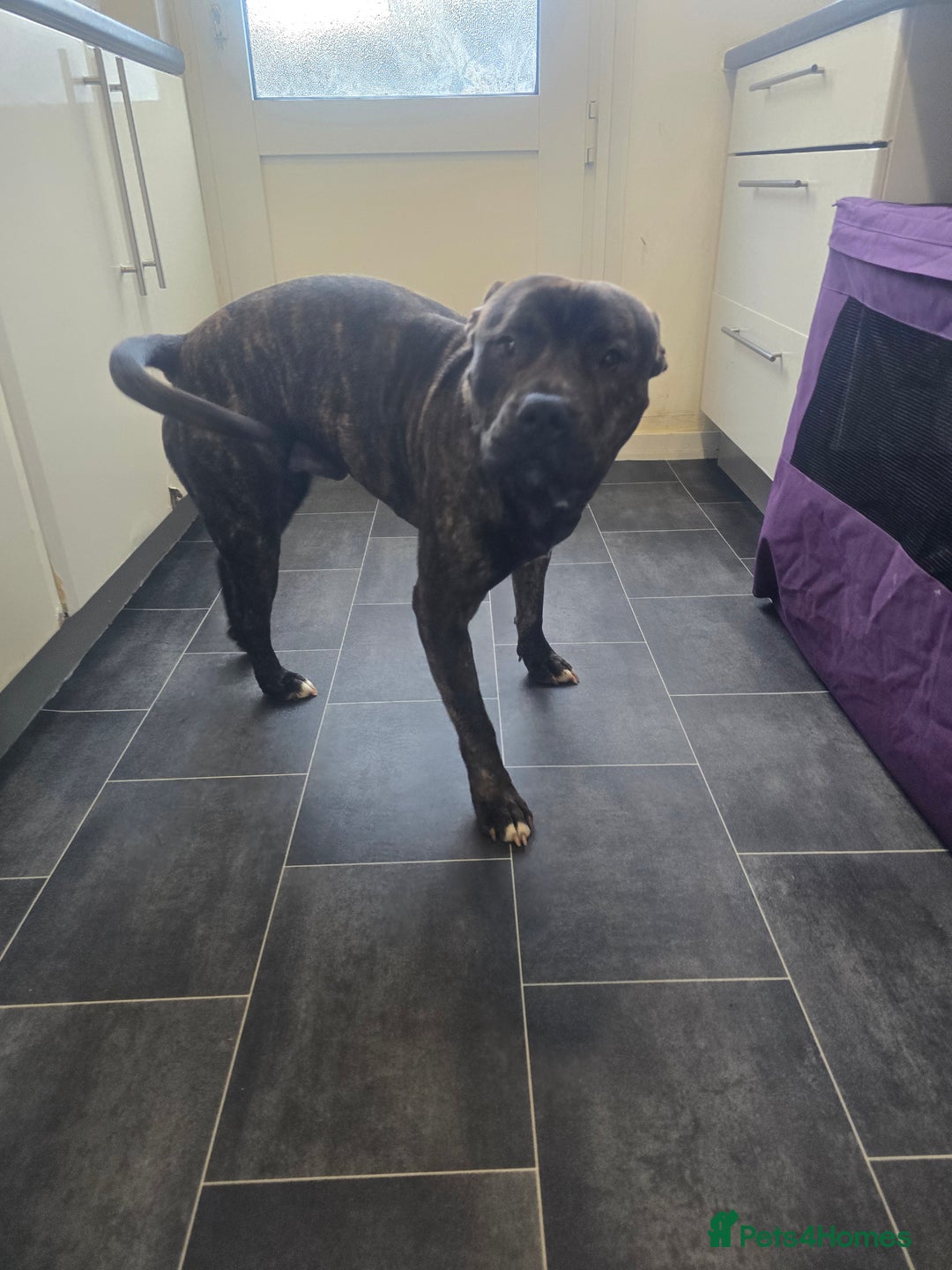 Mixed Breed dogs for sale: Bruce staff  ** tiff - Advert 4