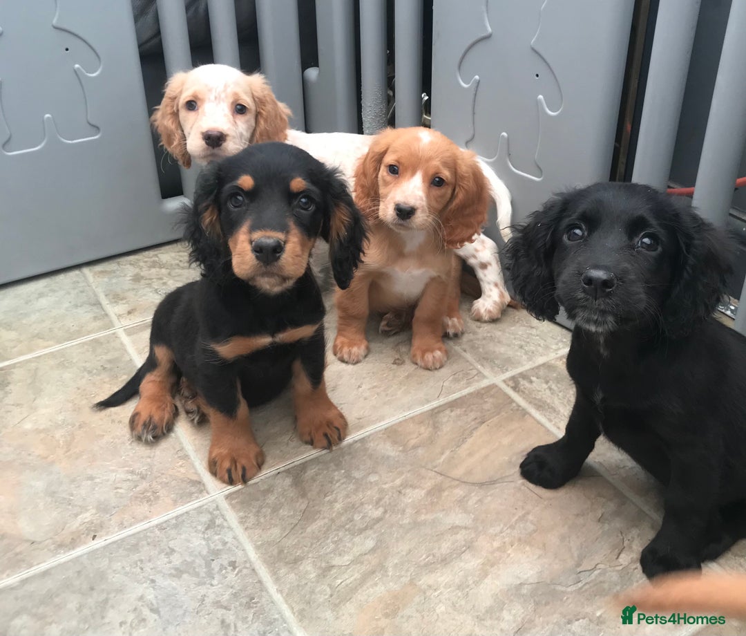 Sprocker dogs for sale: Sprocker pups  - Image 1