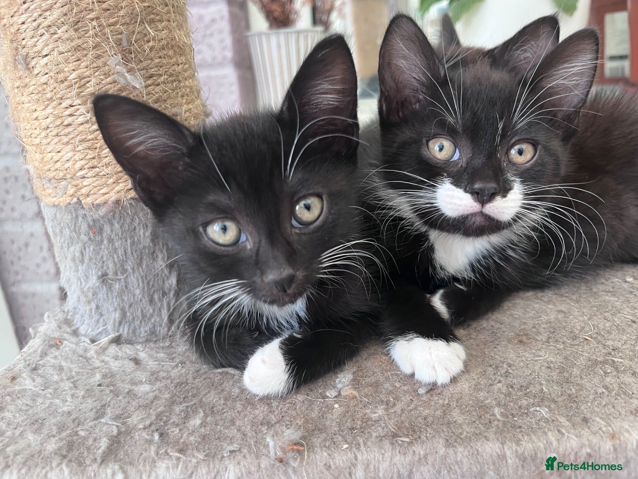 Mixed Breed cats Beautiful kittens - Advert 4