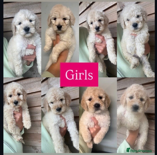 Goldendoodle dogs Goldendoodle puppies for sale ready to leave  - Advert 1