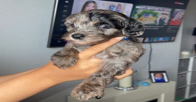 Mixed Breed dogs - Advert 13