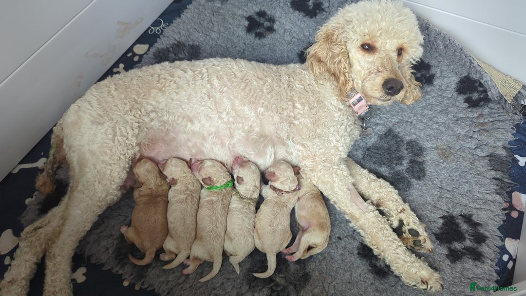 Miniature Poodle dogs for sale: Kc reg mini poodle pups for sale  - Image 9