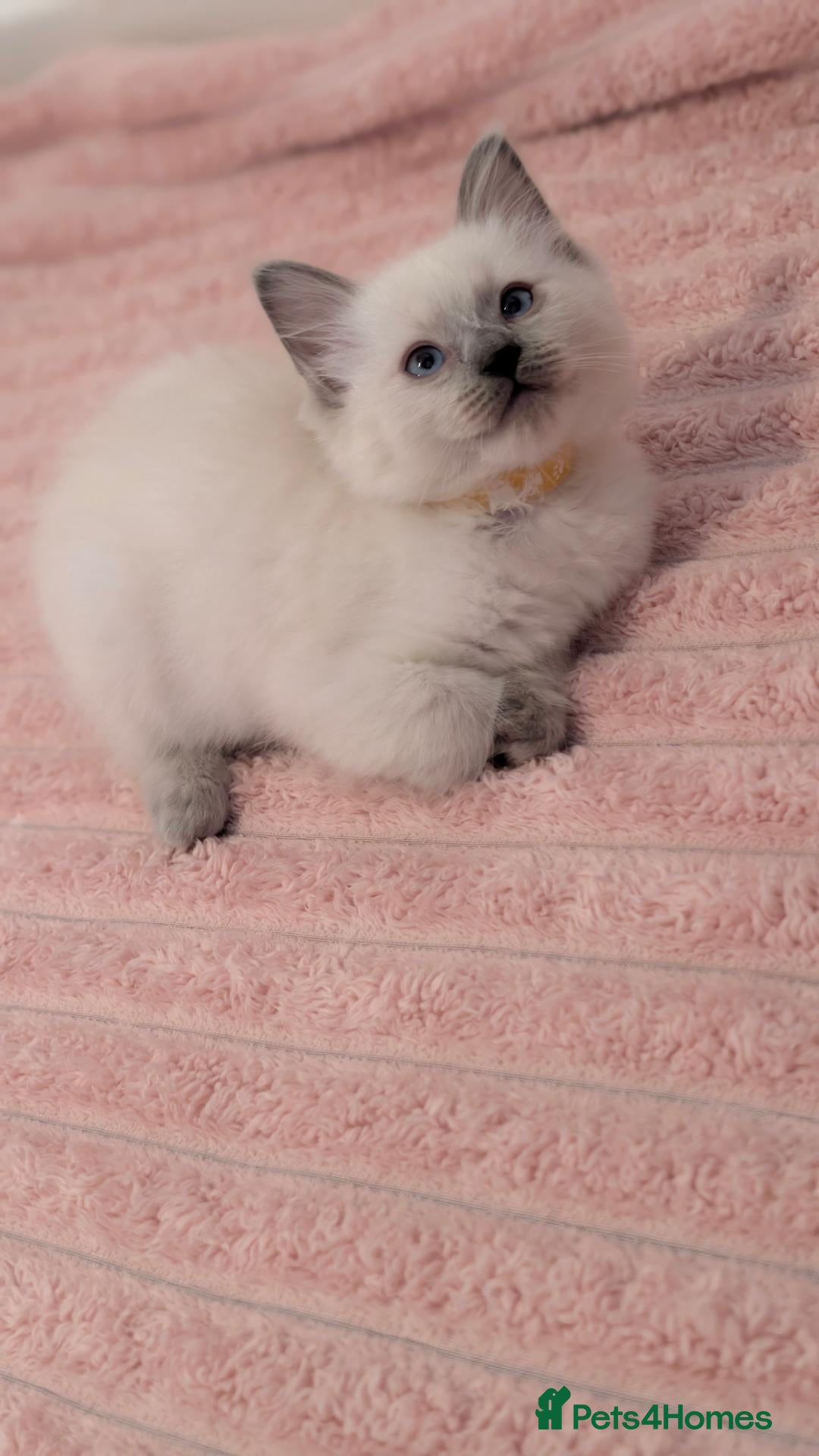 Ragdoll cats Ragdoll X Kittens Ready for New Homes Now - Advert 2