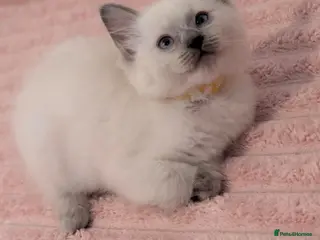 Ragdoll cats Ragdoll X Kittens Ready for New Homes Now - Advert 2
