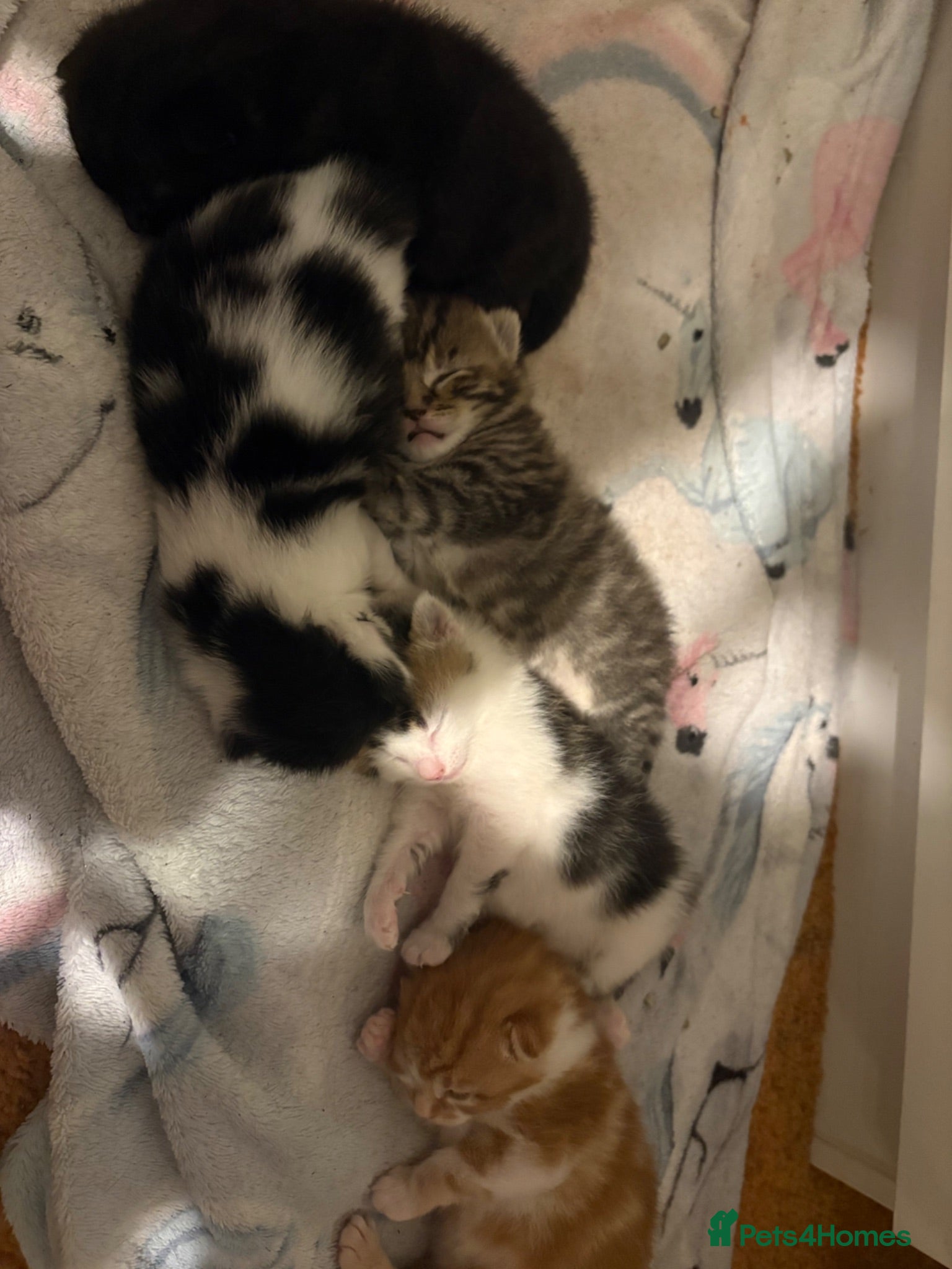 Domestic Shorthair cats Kittens for sale  - Advert 1
