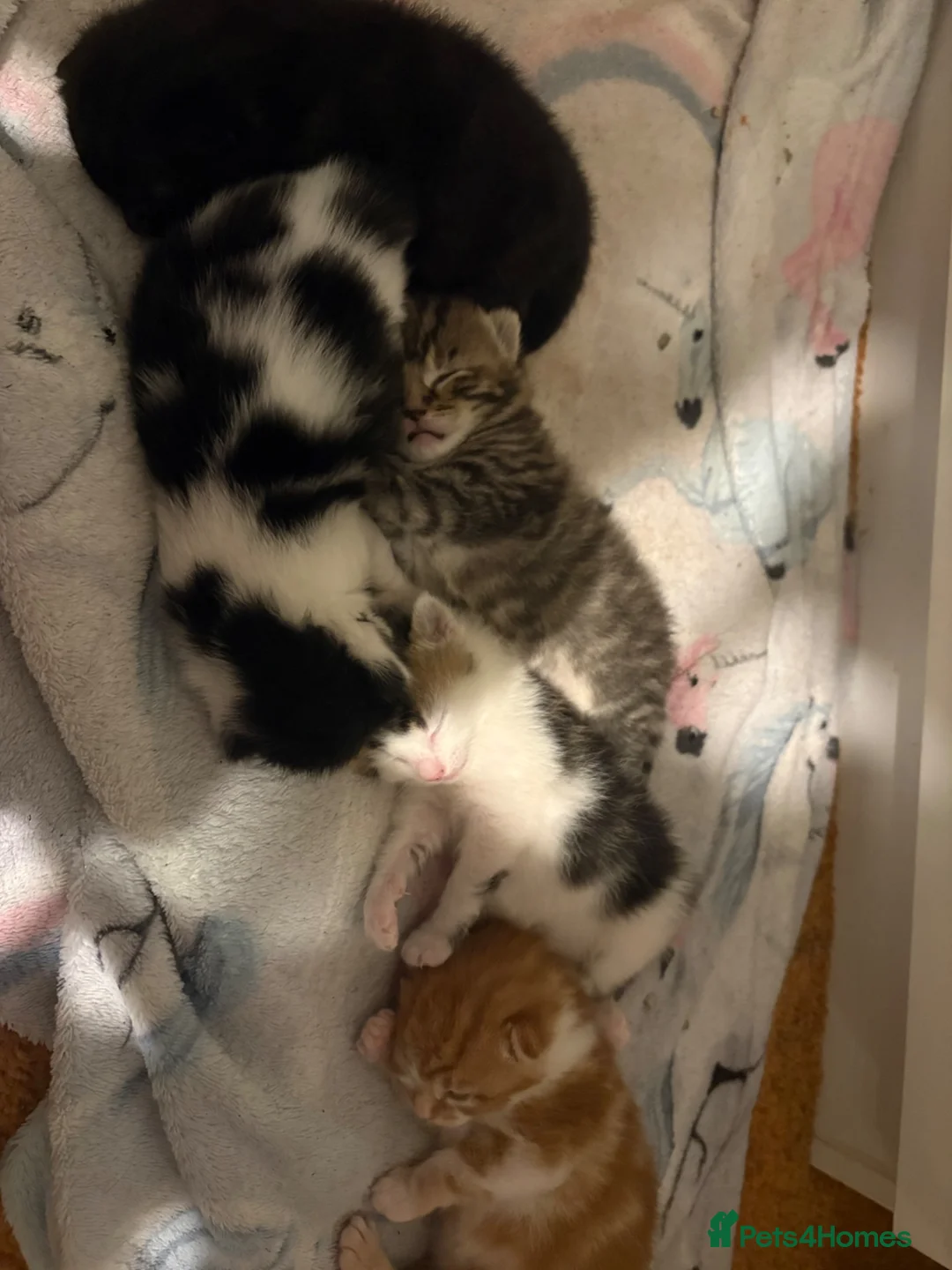 Domestic Shorthair cats for sale: Kittens for sale  - Advert 1