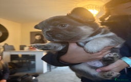 French Bulldog dogs for sale: Visual fluffy French bulldogs - Image 6