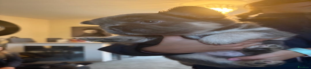 French Bulldog Puppy 3