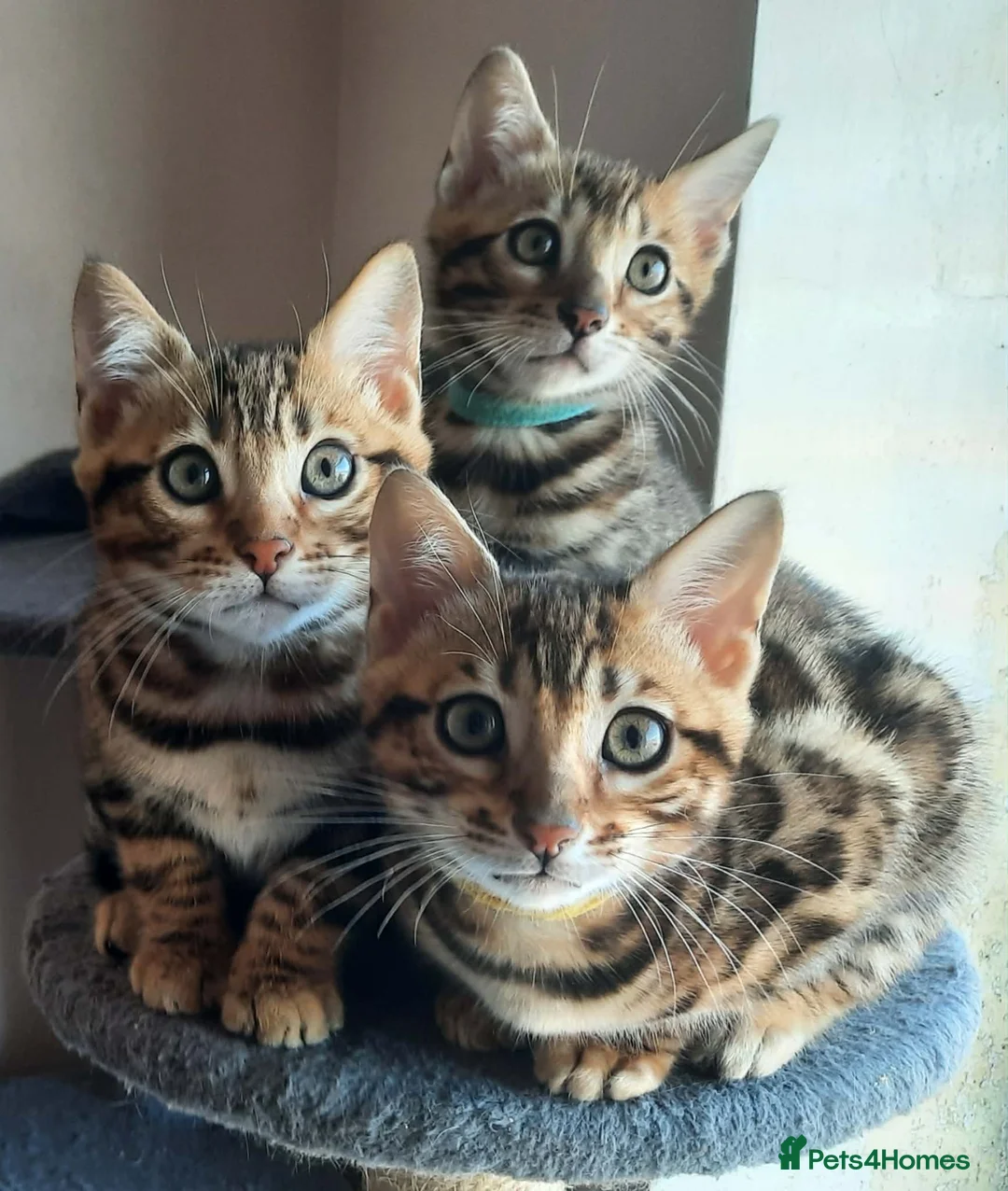 Bengal cats for sale: Absolutely Stunning litter, TICA reg Bengal Cubs  - Advert 1