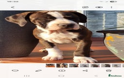 Mixed Breed dogs for sale: Ready to collect – Cane Corso x Staffy puppies  - Image 8