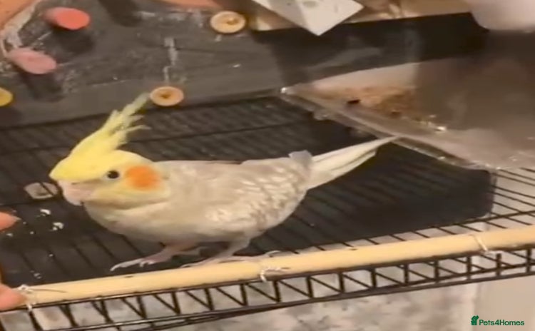 Cockatiels birds - Advert 3