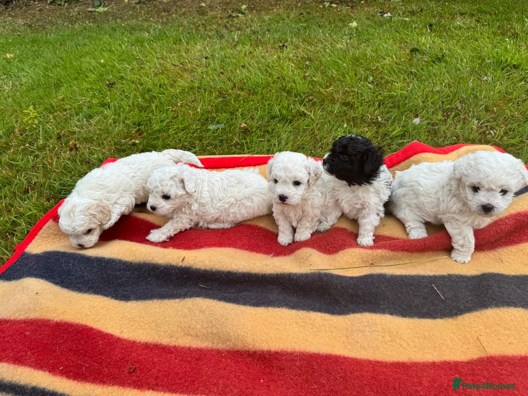 Mixed Breed dogs for sale: Bolonoodle Puppies  - Image 4