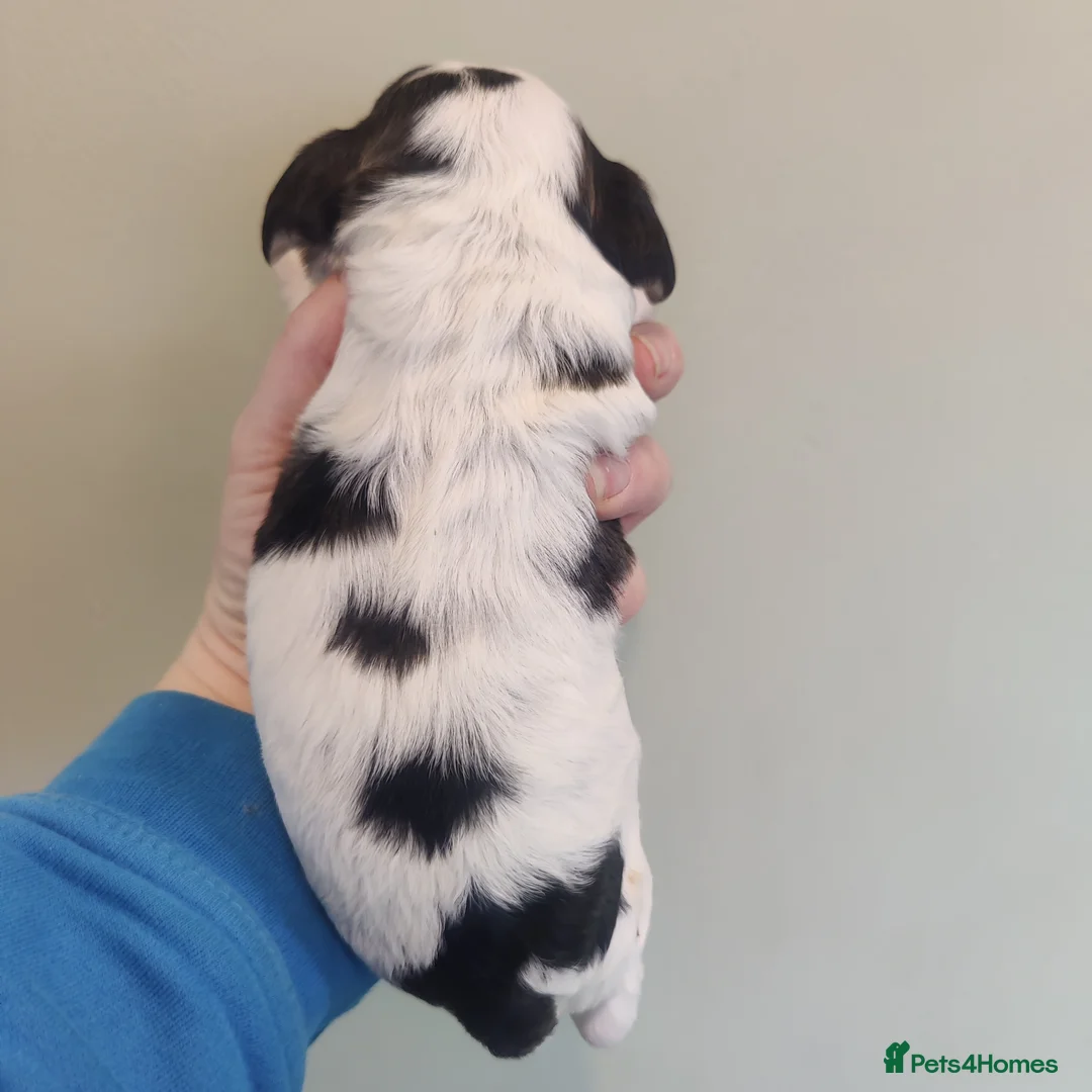 Cocker Spaniel dogs for sale: KC Registered Show Type Cocker Spaniels  - Advert 20