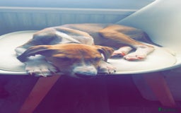 Mixed Breed dogs for sale: Saluki greyhound  - Image 5