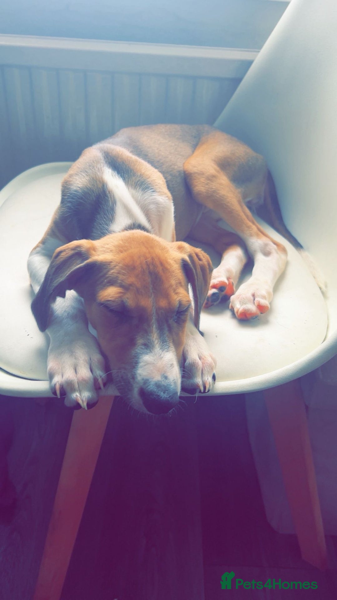 Mixed Breed dogs for sale: Saluki greyhound  - Image 5