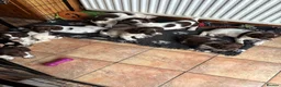 Sprocker dogs for sale: Beautiful litter of sprocker pups - Advert 8