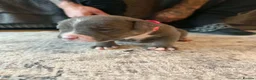 American Bully dogs for sale: Blue x lilac tri American pocket bully pups - Advert 11