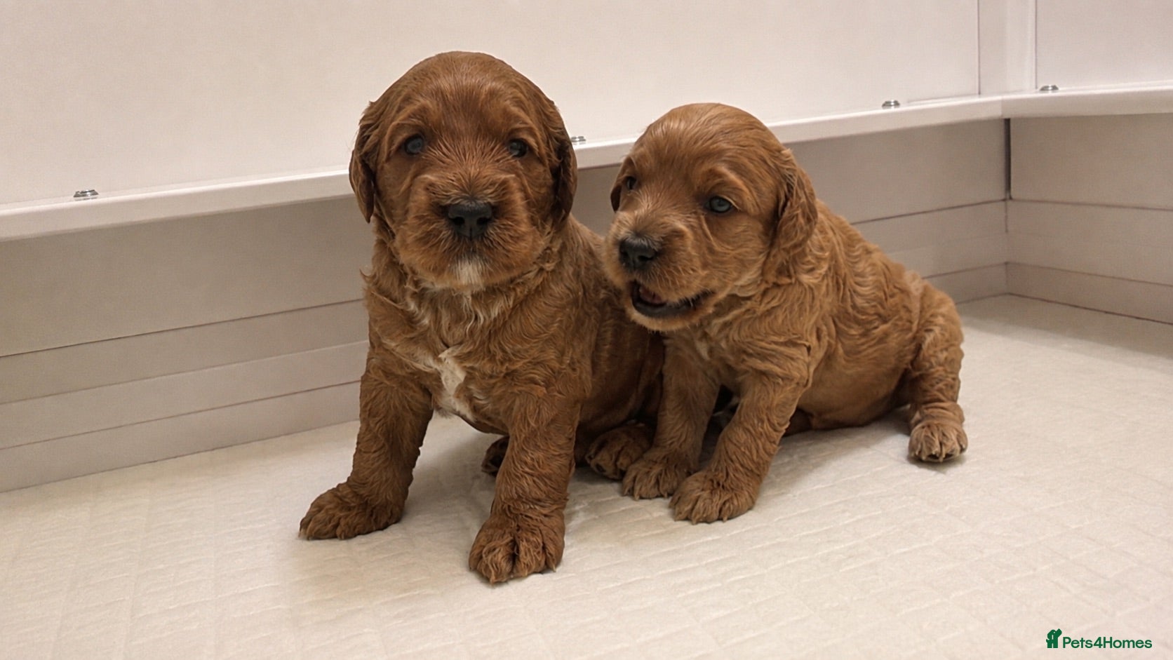Mixed Breed dogs Two Beautiful Double Doodle Puppies – Boy & Girl - Advert 1