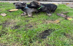 German Shepherd dogs for sale: 10 amazing german shepherd puppies - Advert 31