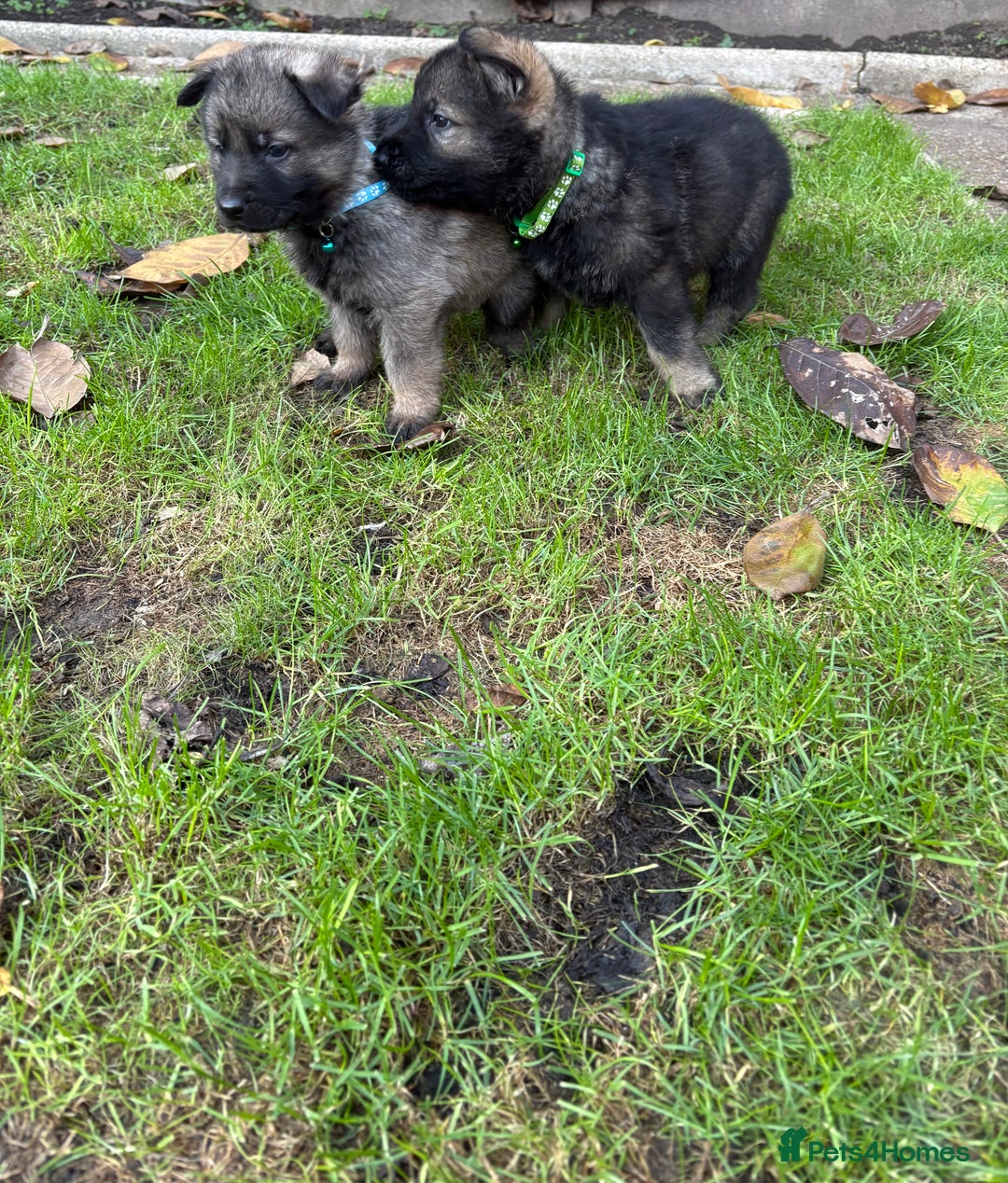 German Shepherd dogs for sale: 10 amazing german shepherd puppies - Advert 31