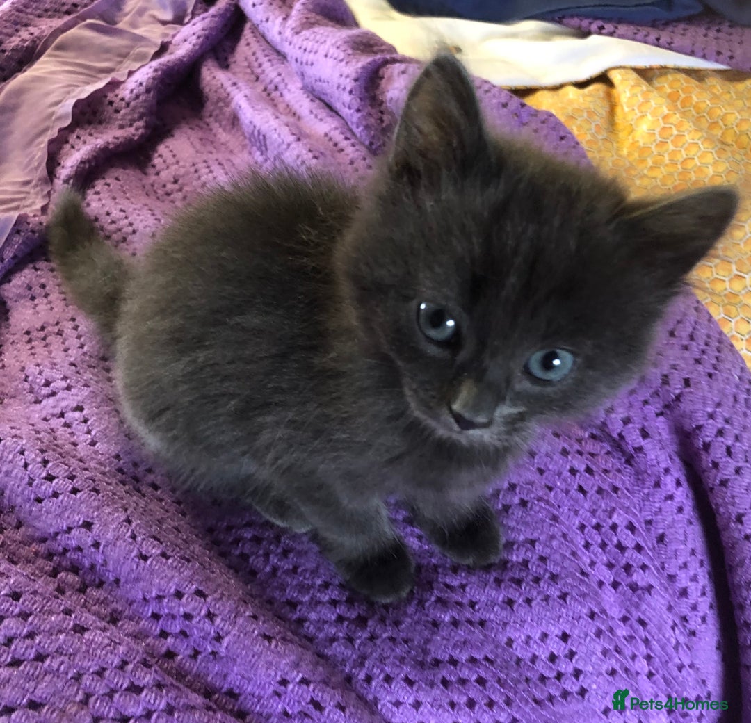 Mixed Breed cats for sale: Gorgeous loving playful kittens - Advert 2