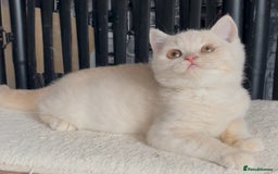 British Shorthair cats for sale: Beautiful BSH kittens  - Image 13