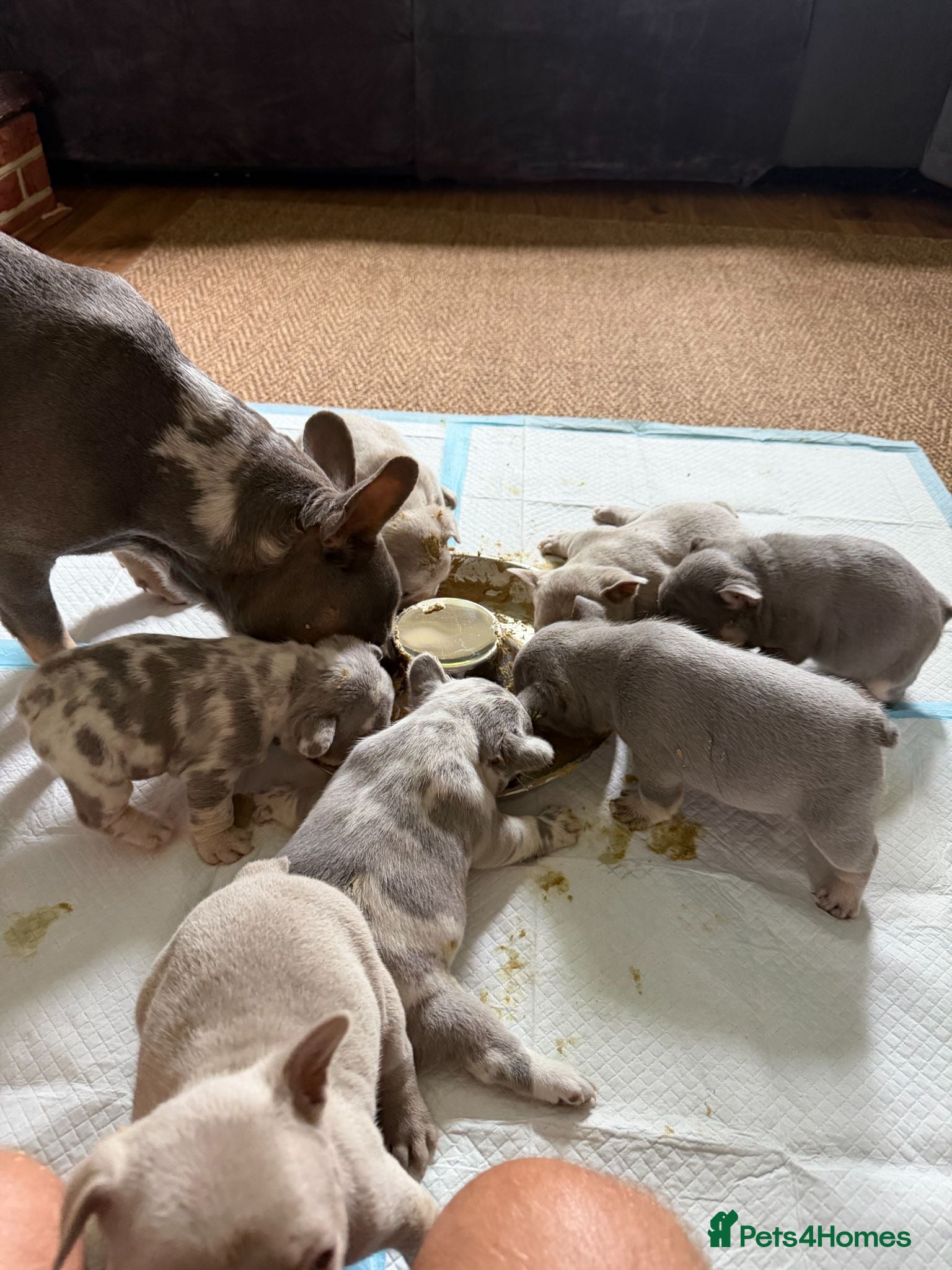 French Bulldog dogs 5 weeks old french bulldog puppies for sale - Advert 2