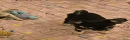 Chihuahua dogs for sale: KC Registered tiny Female puppies. - Advert 2