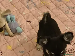 Chihuahua dogs KC Registered tiny Female puppies. - Advert 2