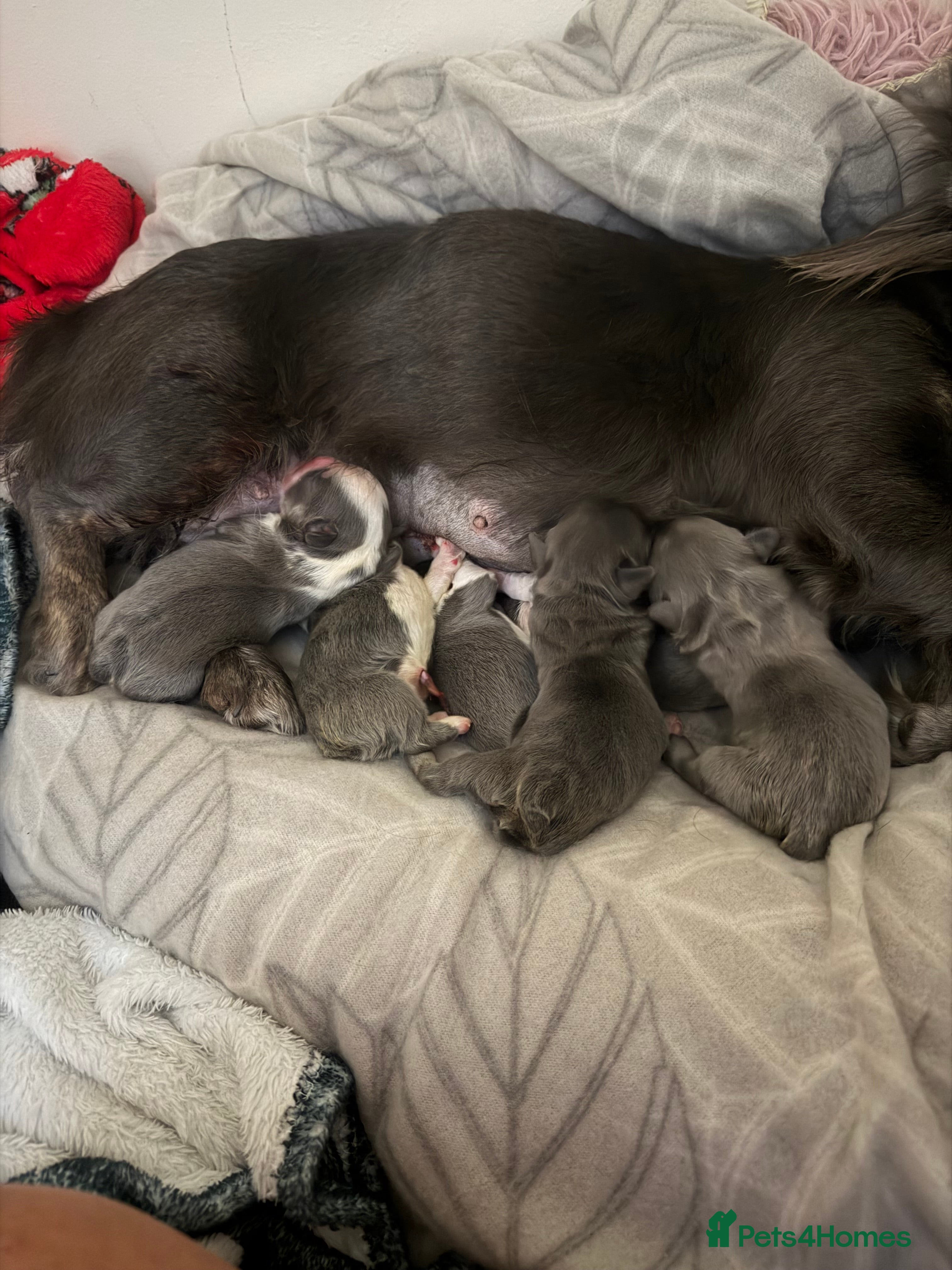 French Bulldog dogs for sale: Fluffy french bulldogs - Advert 18