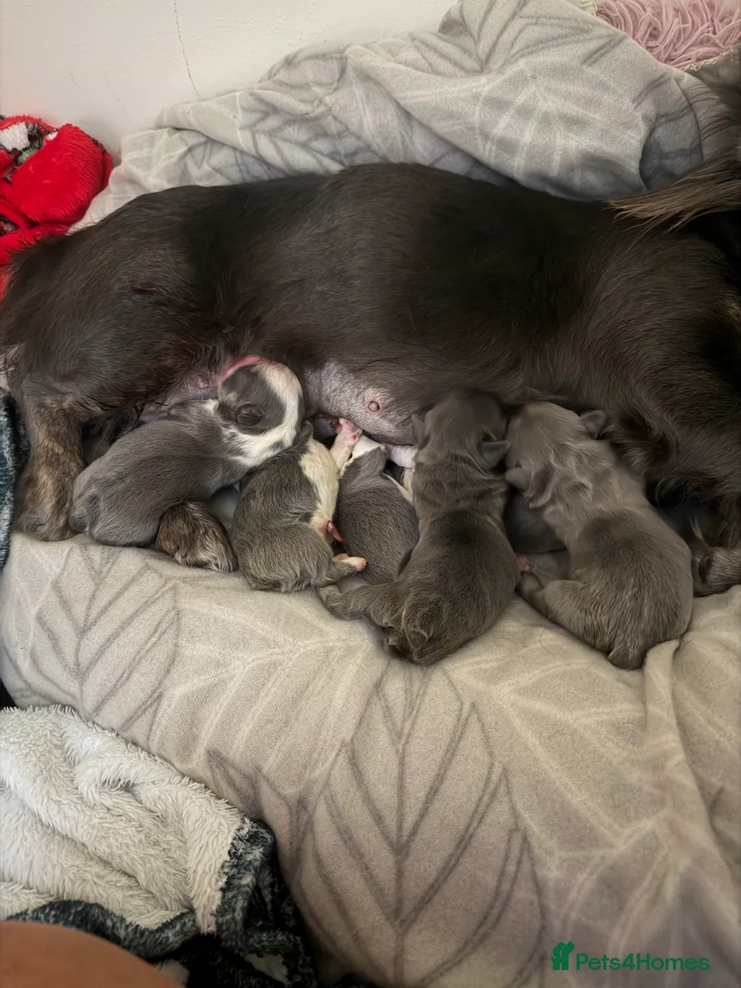 French Bulldog dogs for sale: Fluffy french bulldogs in Newton Abbot - Advert 2