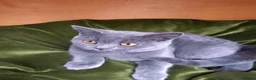 British Shorthair cats for sale: Super GCCF registered kittens  - Advert 6