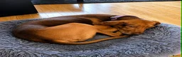 Mixed Breed dogs for adoption: ALFIE - 8 Year Old, Gentle Boy in Ilkeston - Advert 8