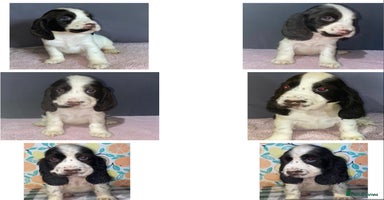 Cocker Spaniel dogs - Advert 13