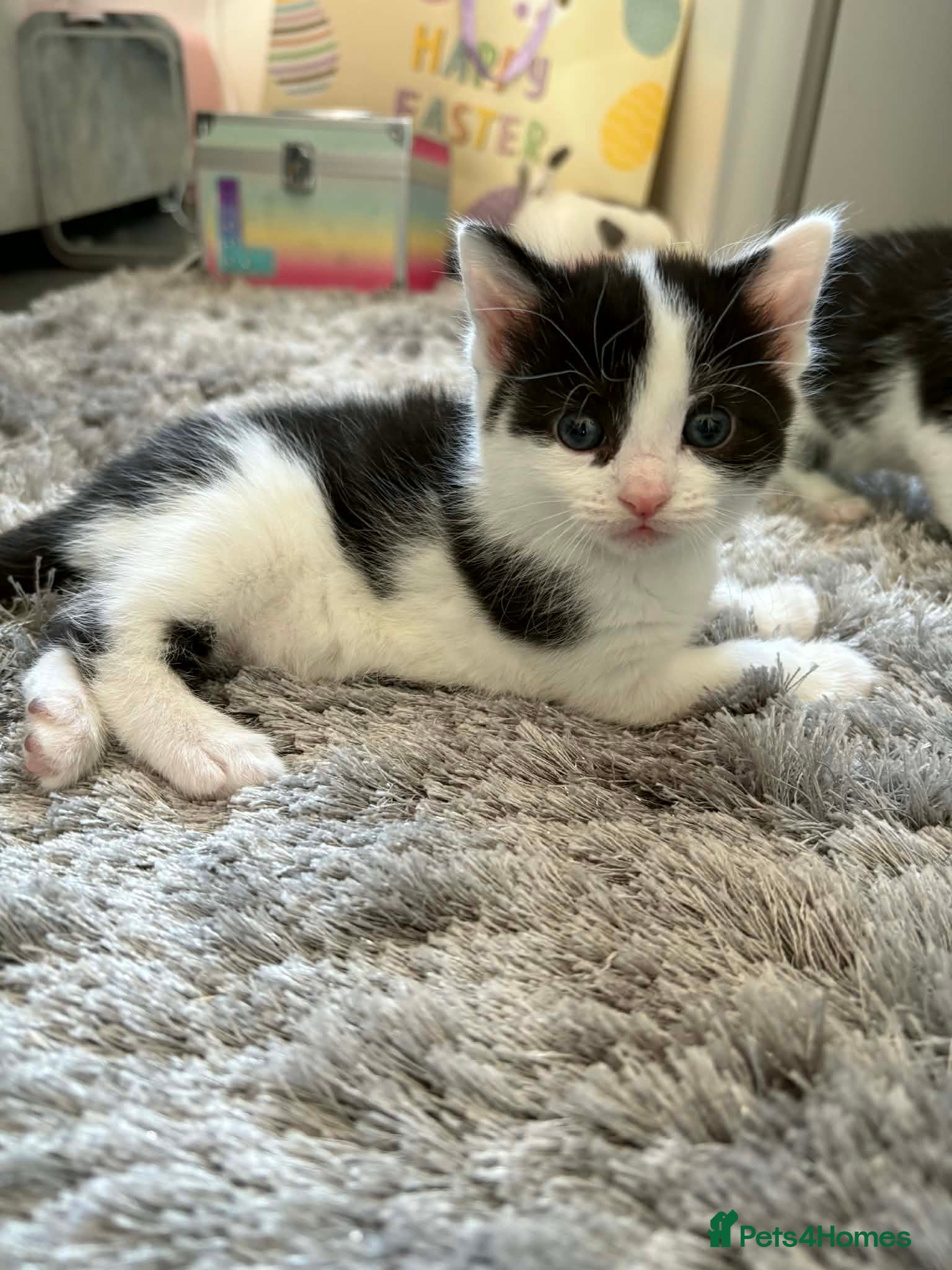 British Shorthair cats Kittens  - Advert 5