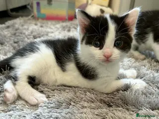 British Shorthair cats Kittens - Advert 5