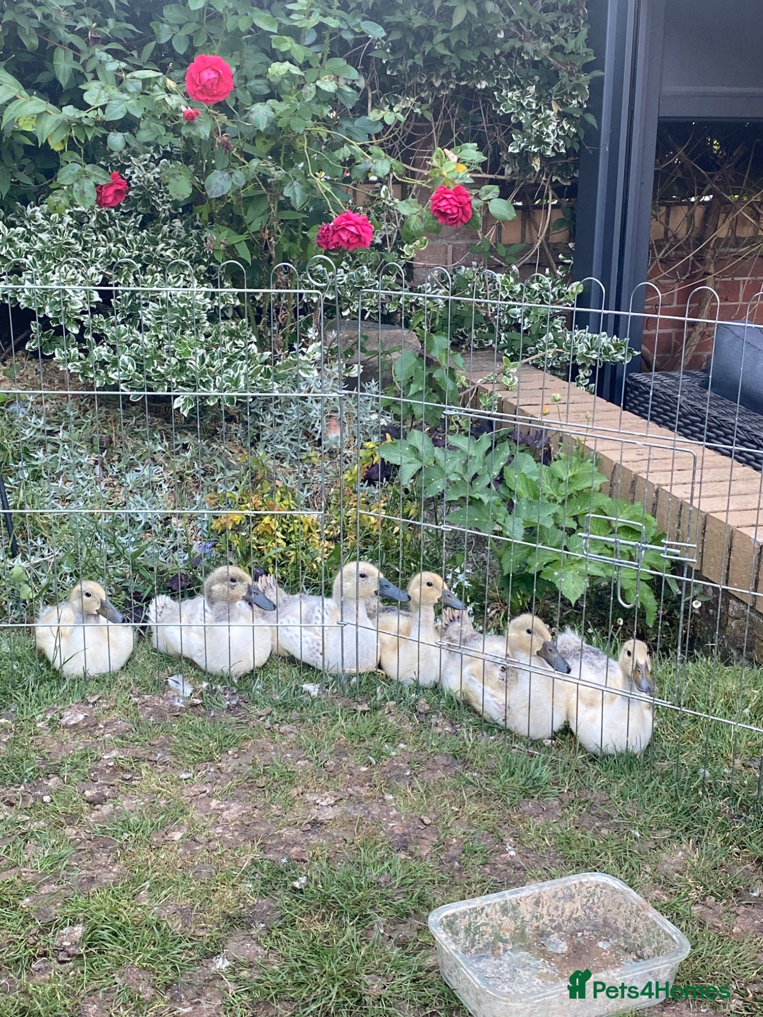 Ducks poultry  Purebred Welsh Harlequin Ducklings Available 🐥 - Advert 2