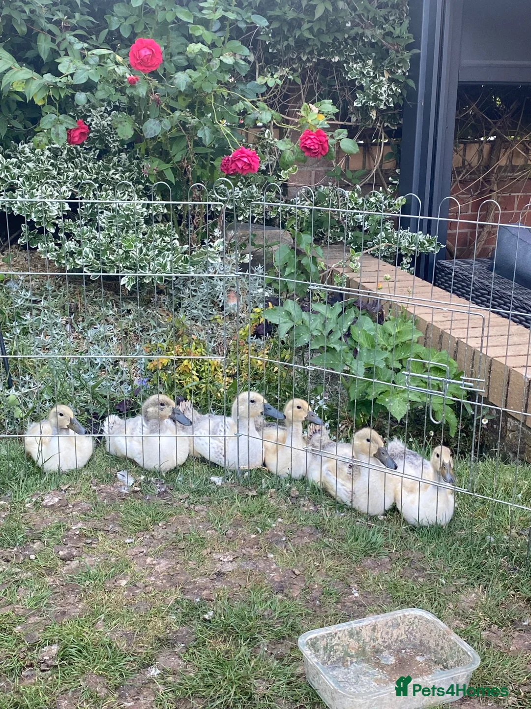 Ducks poultry for sale:  Purebred Welsh Harlequin Ducklings Available 🐥 - Advert 2