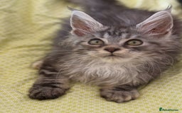 Maine Coon cats for sale: European Blood Lines GCCF Reg Main Coon Kittens  - Image 5