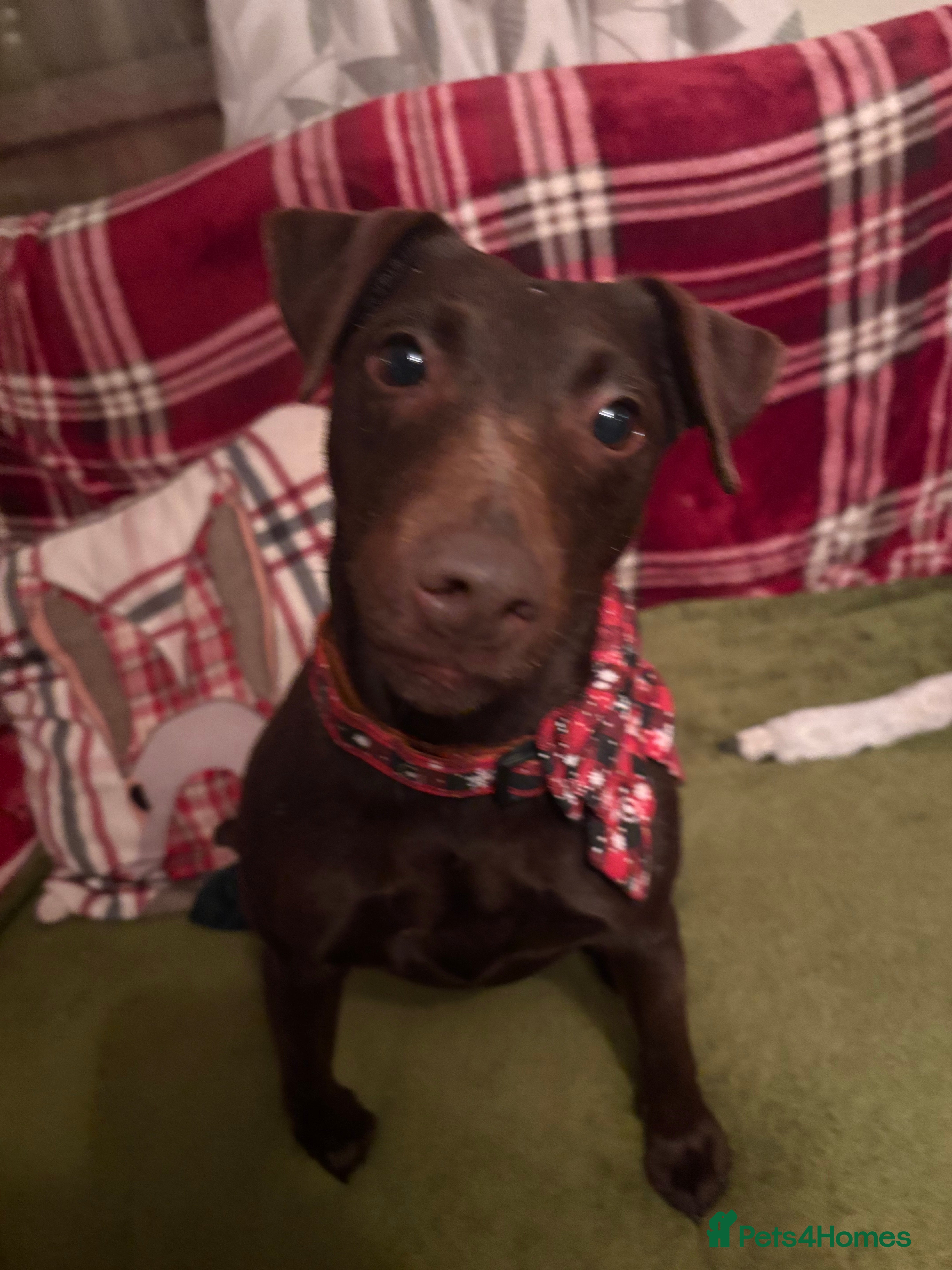 Mixed Breed dogs Patterdale cross jagh terrier  - Advert 1